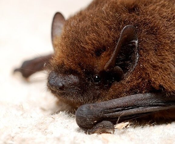 The tri-coloured bat, source: G. San Martin