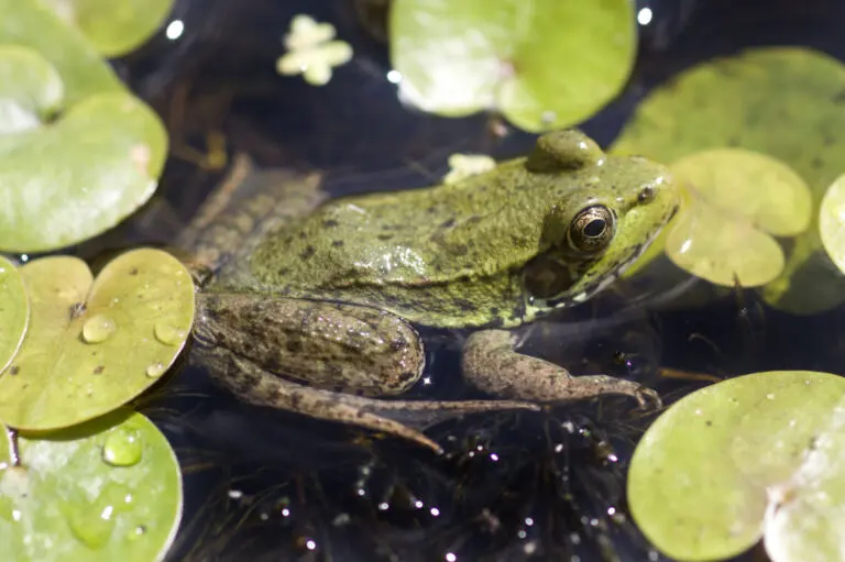 Plan de conservation des écosystèmes du parc de la Gatineau