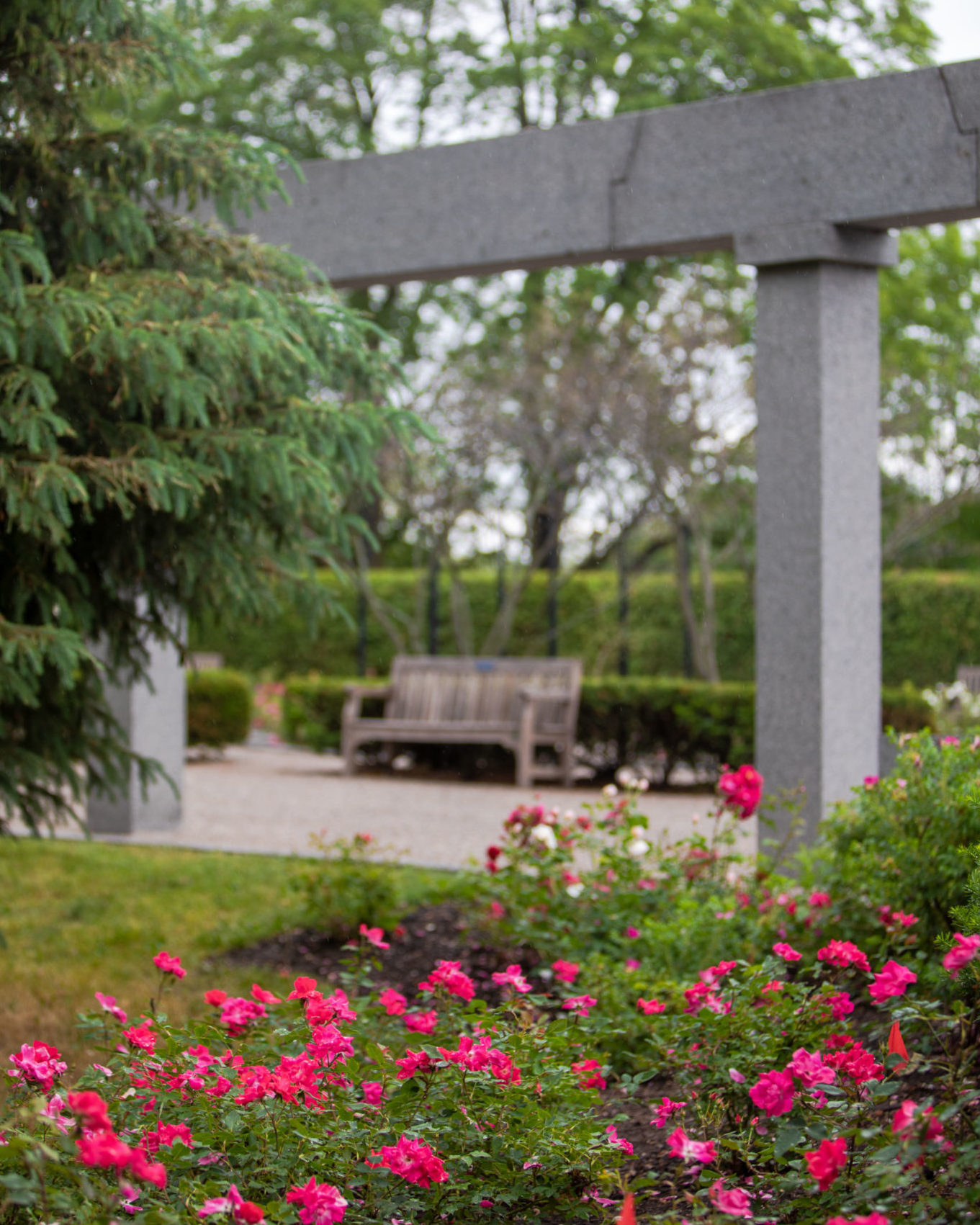 Bright pink rose bushes in the foreground, with marble columns, mature trees and a bench in the background.
