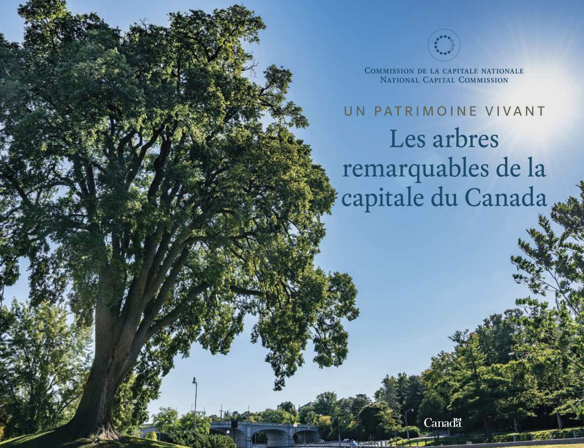 Arbres 1