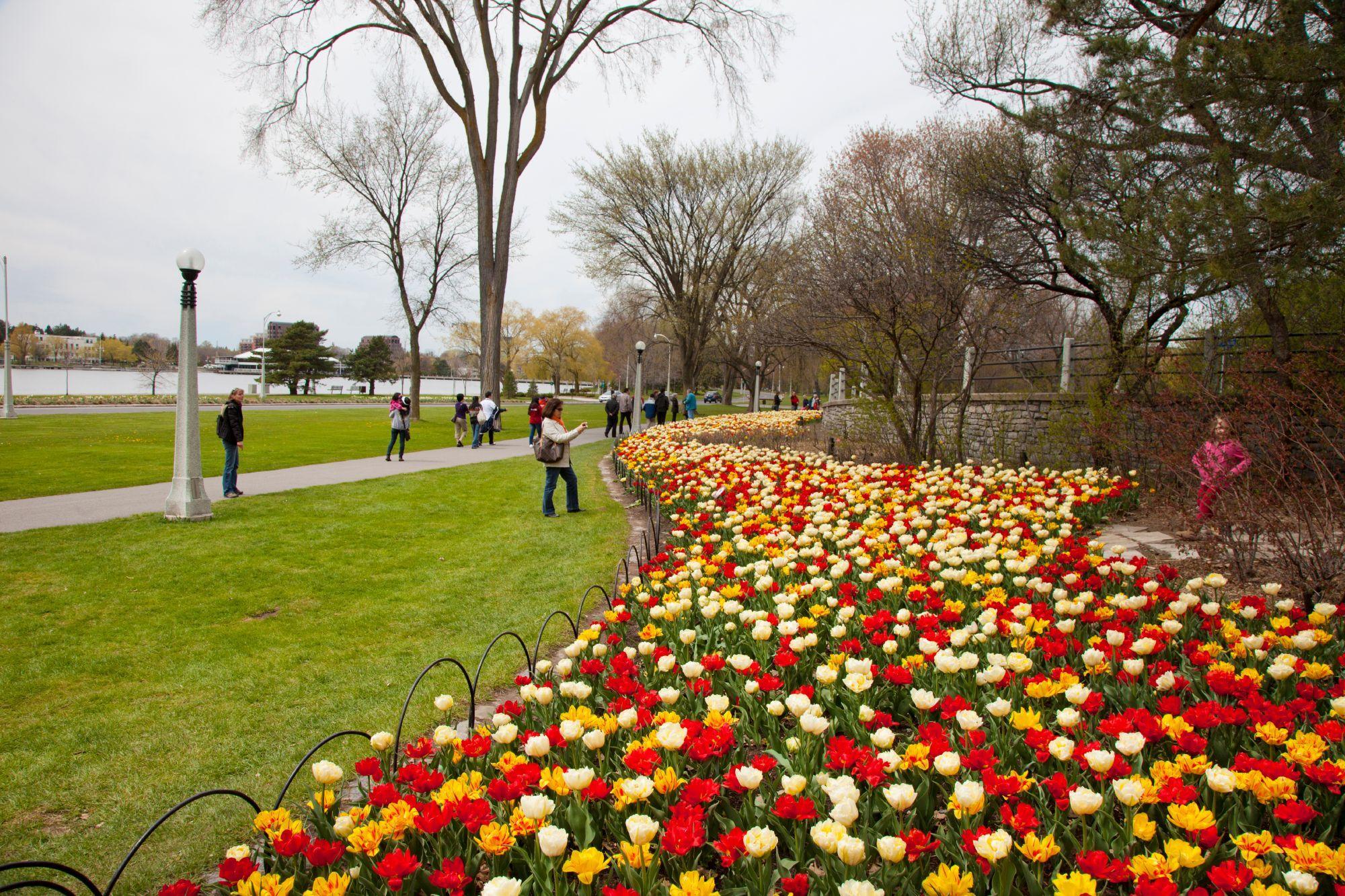 Personnes qui visitent le parc des Commissaires, à Ottawa, pendant la saison des tulipes.