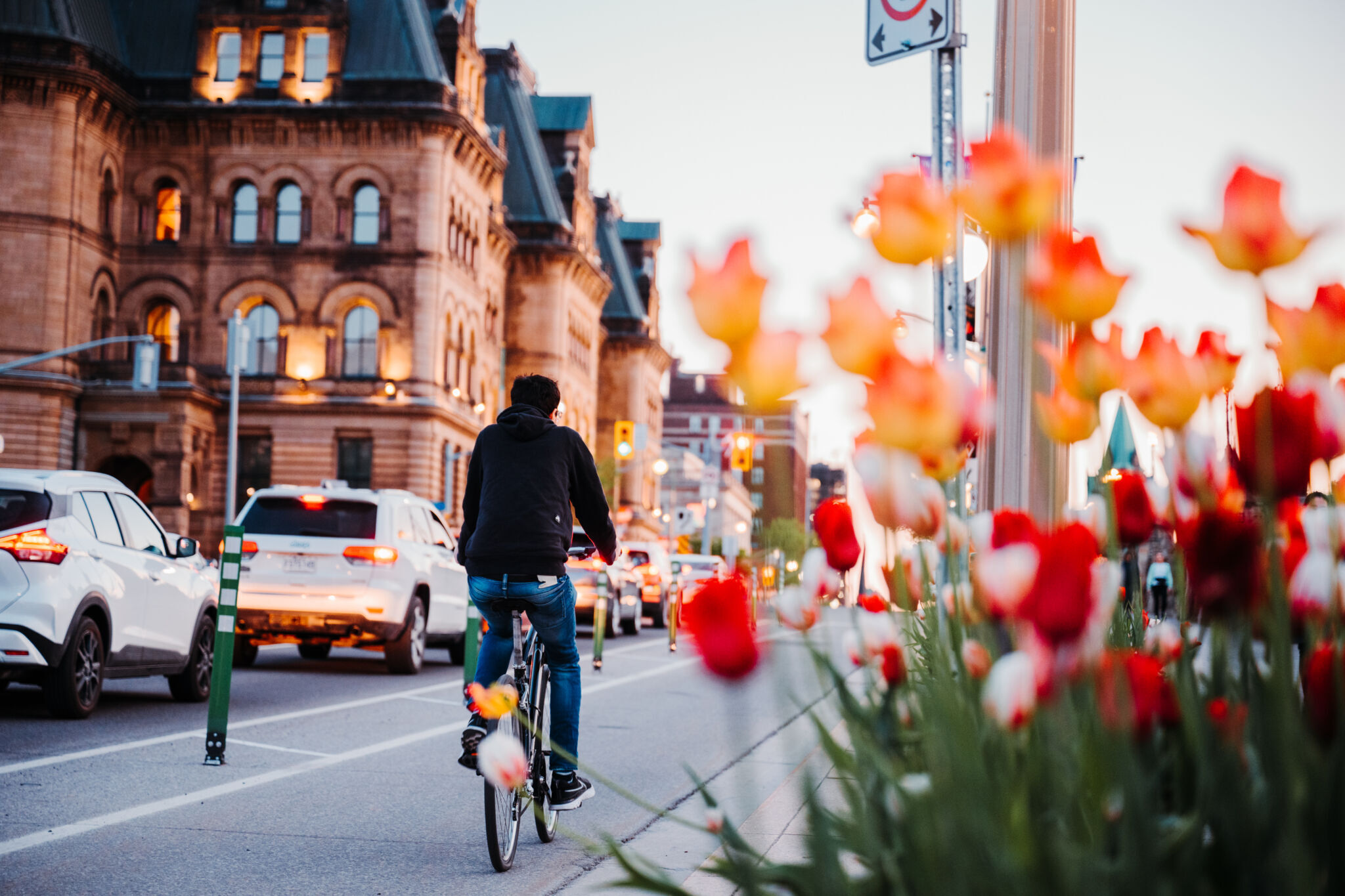 Cyclist and cars moving along Wellington Street, with tulips and historic buildings on both sides of the street.