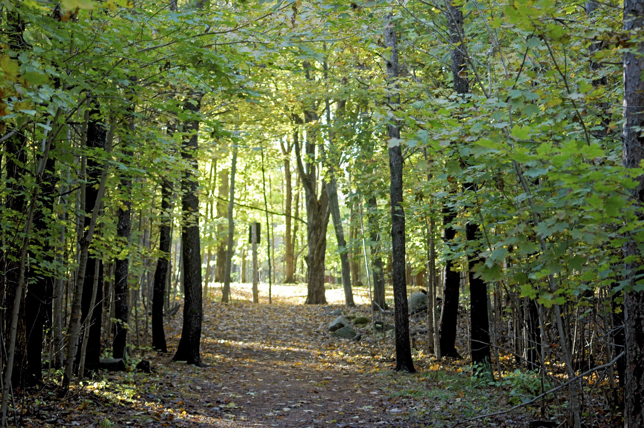 Greenbelt Trail Jack Pine Scenic Fall Path HRN 0569