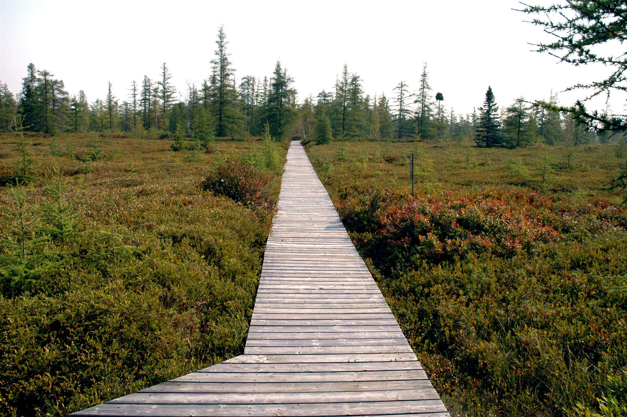 Greenbelt Trail Mer Bleue Scenic Early Fall Bog Wooden Path HRN 0088