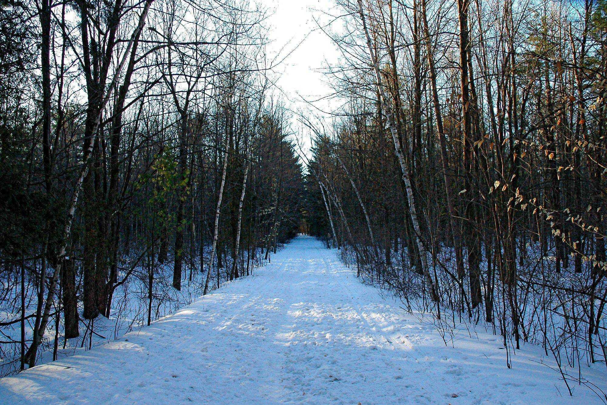 Greenbelt Trail Pinheyforest Scenic Winter Path Hrn 0888
