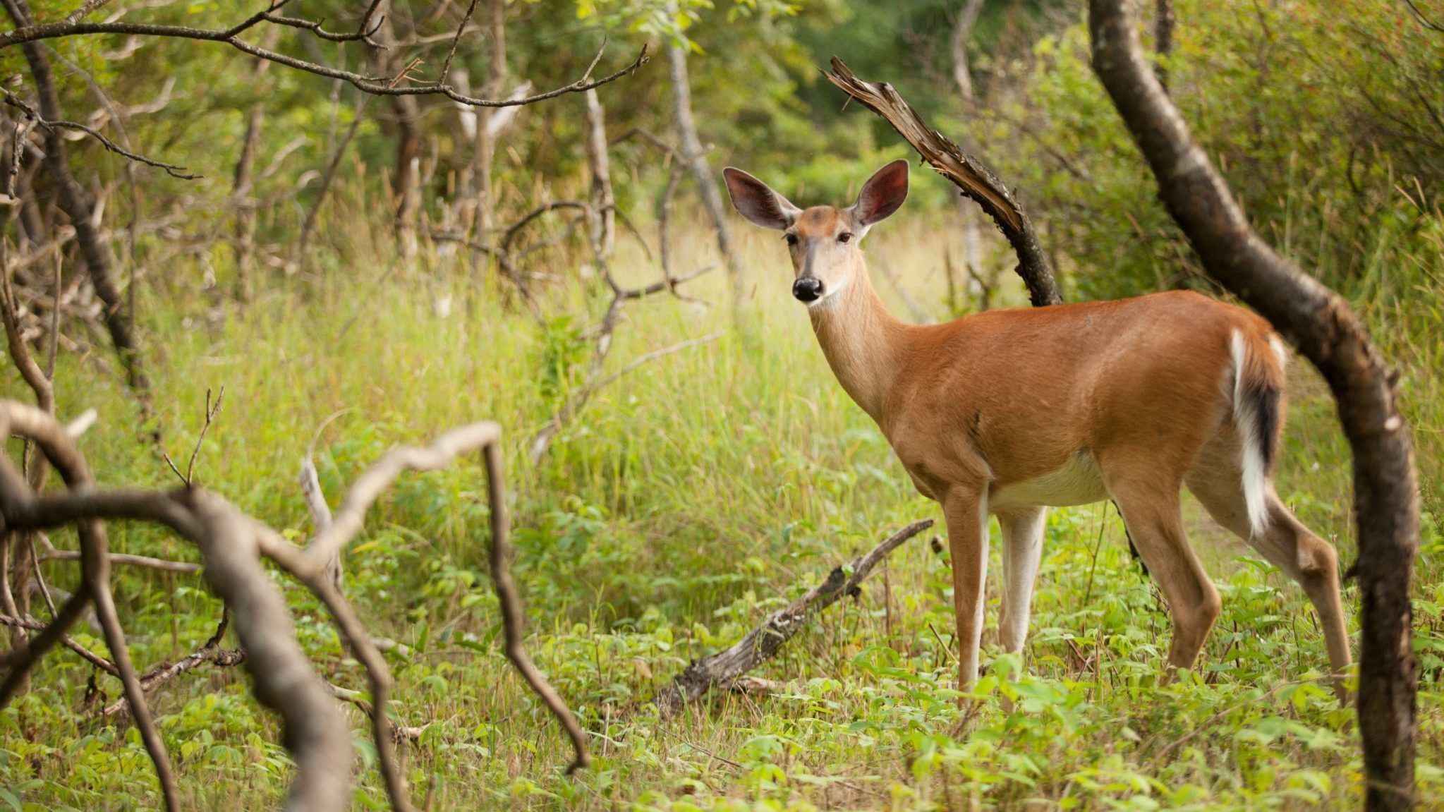 Un cerf dans le parc de la Gatineau