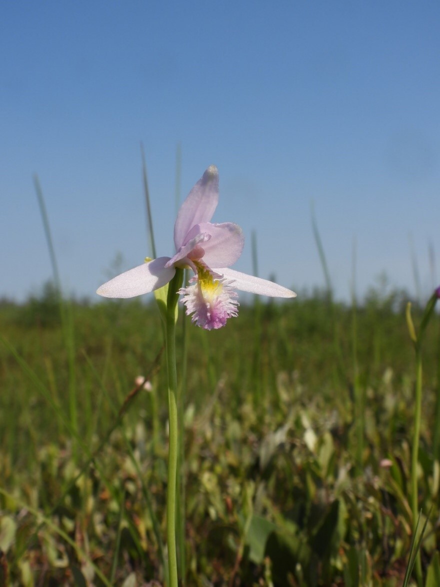 Fleur rose dans une prairie. Les extrémités de cette fleur sont ponctuées de soies jaunes au centre de la fleur.