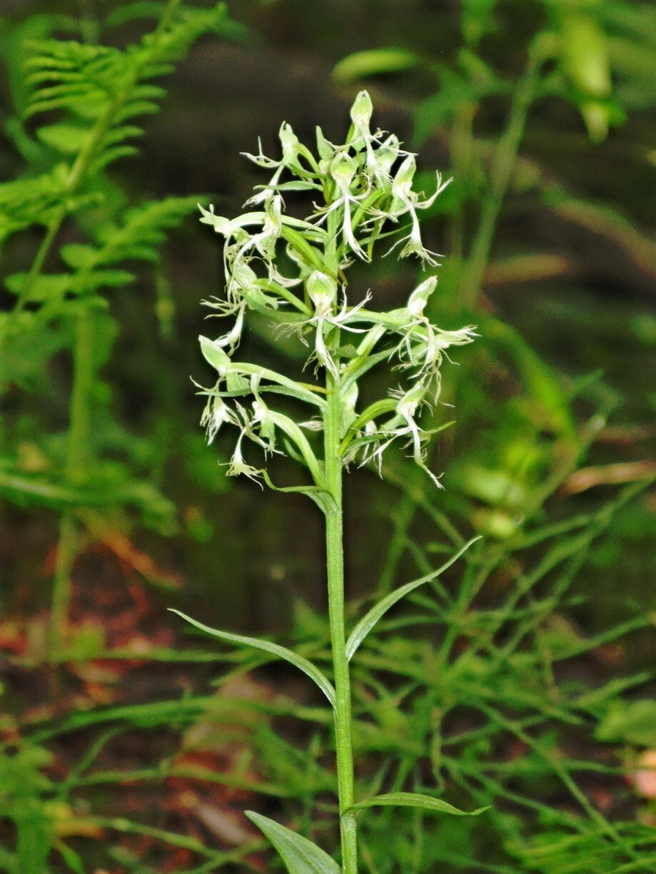 Fleurs blanches, presque translucides, et feuilles vertes dentelées.