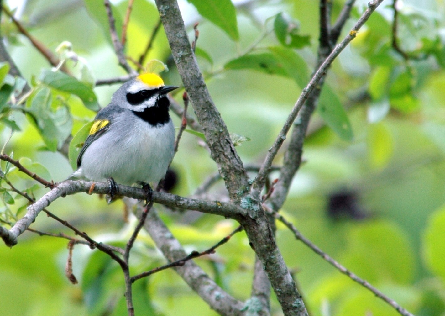 Paruline à ailes dorées mâle au repos sur une ramille.