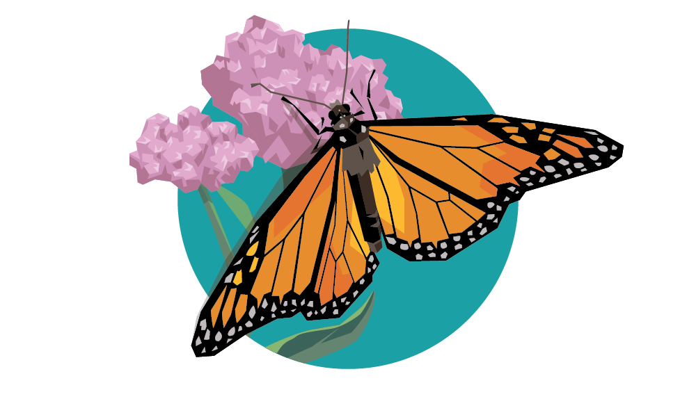Monarch