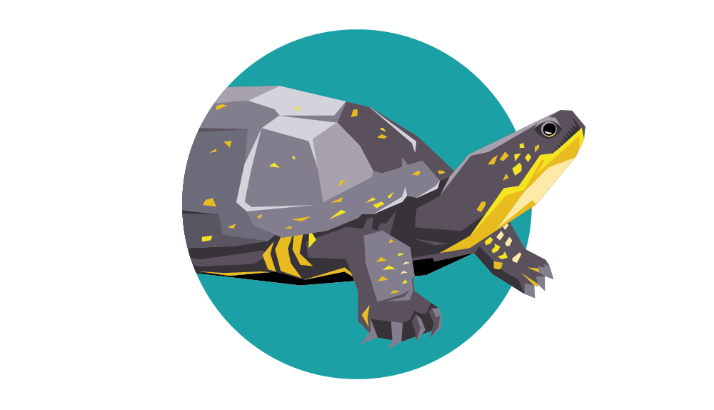 Tortue mouchetée