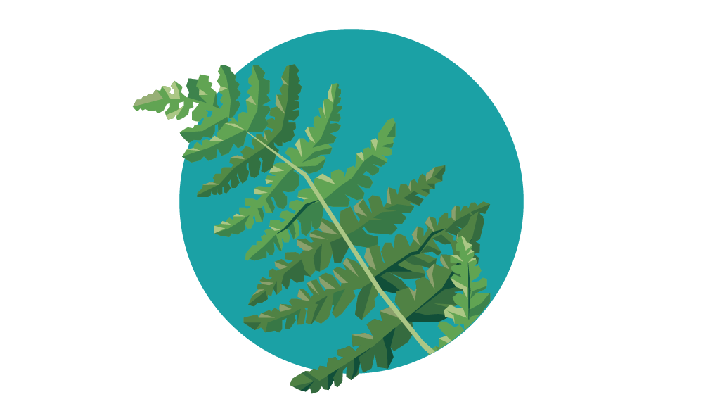 Woodsia