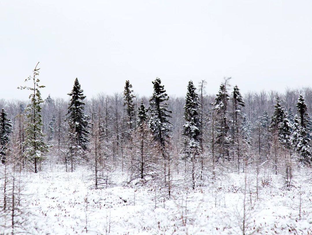 Sentier d'hiver du club de ski d'Orléans