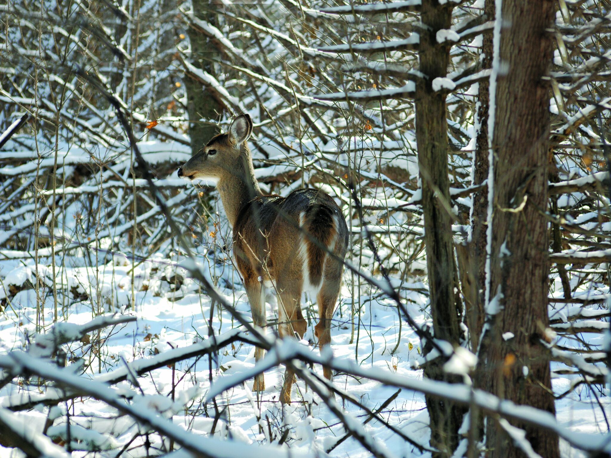 Cerf de virginie