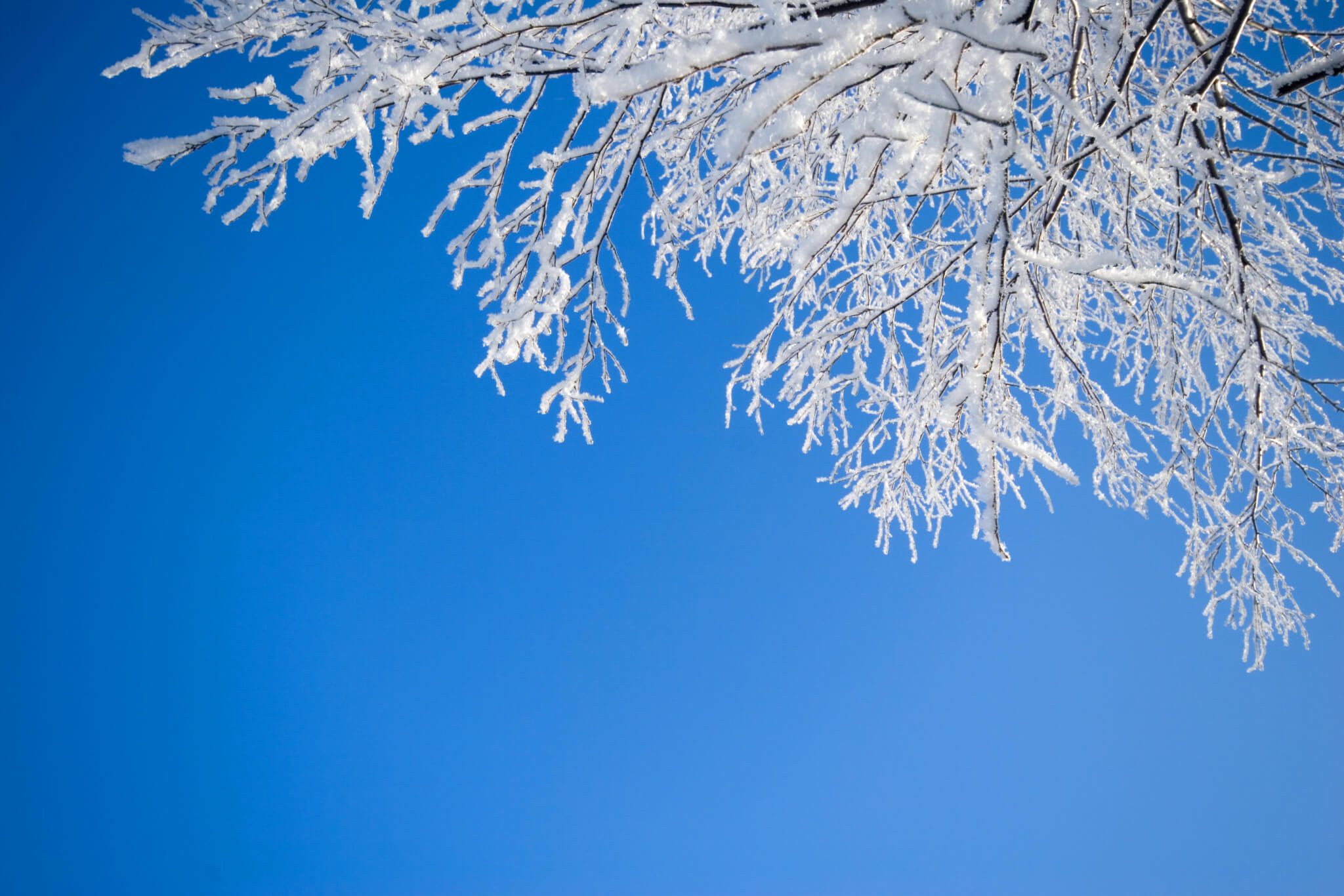 Snowy deciduous branches