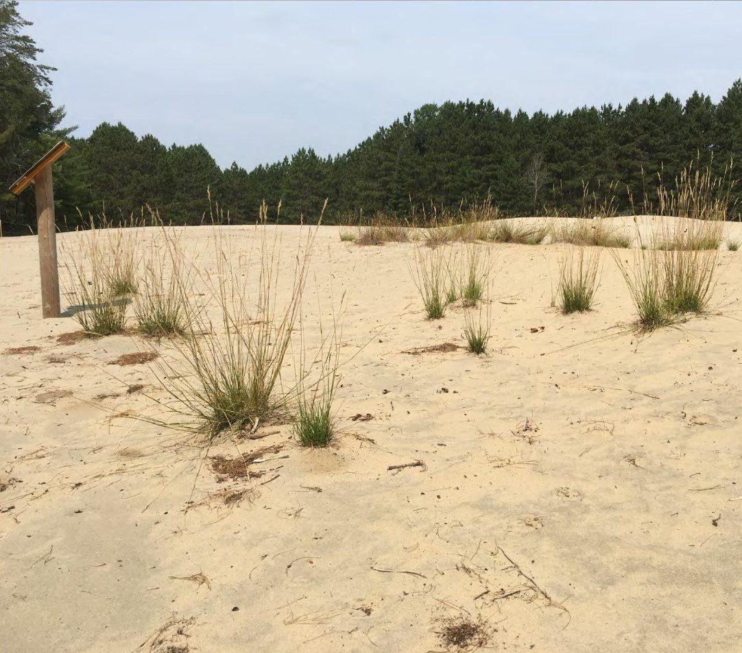 Dunes de la forêt Pinhey