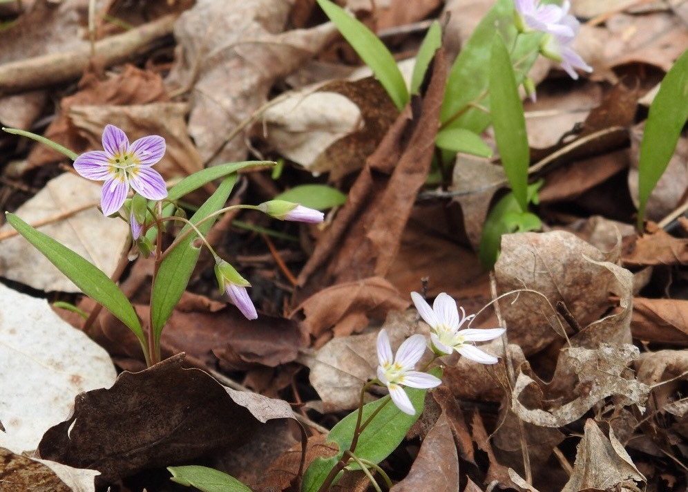 Délicates fleurs blanches et rosées à cinq pétales poussant à travers les feuilles mortes