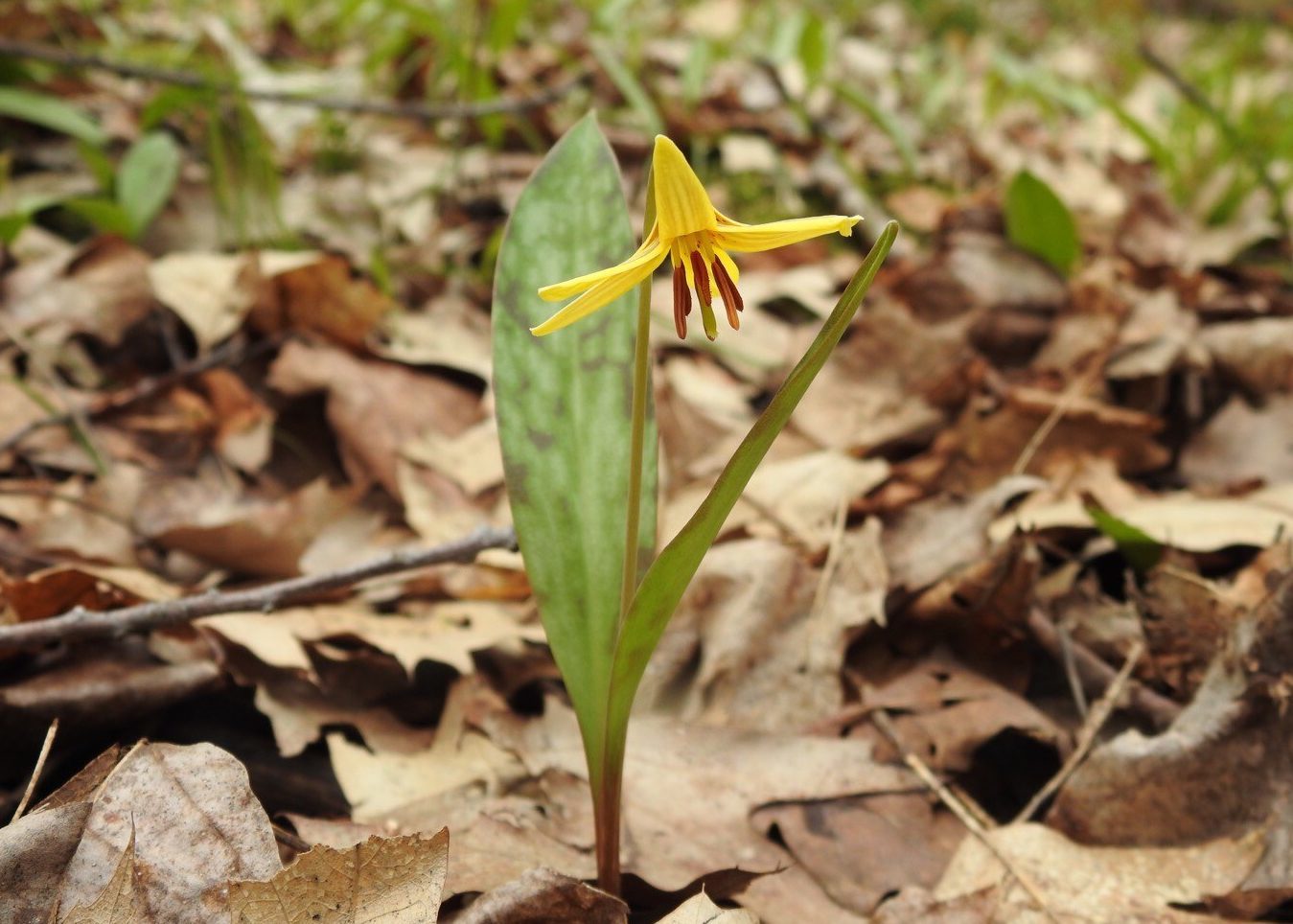 Fleur jaune pointant vers le sol et feuille rappelant la peau d’une truite