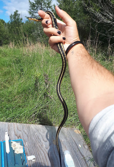 Snake held in a hand