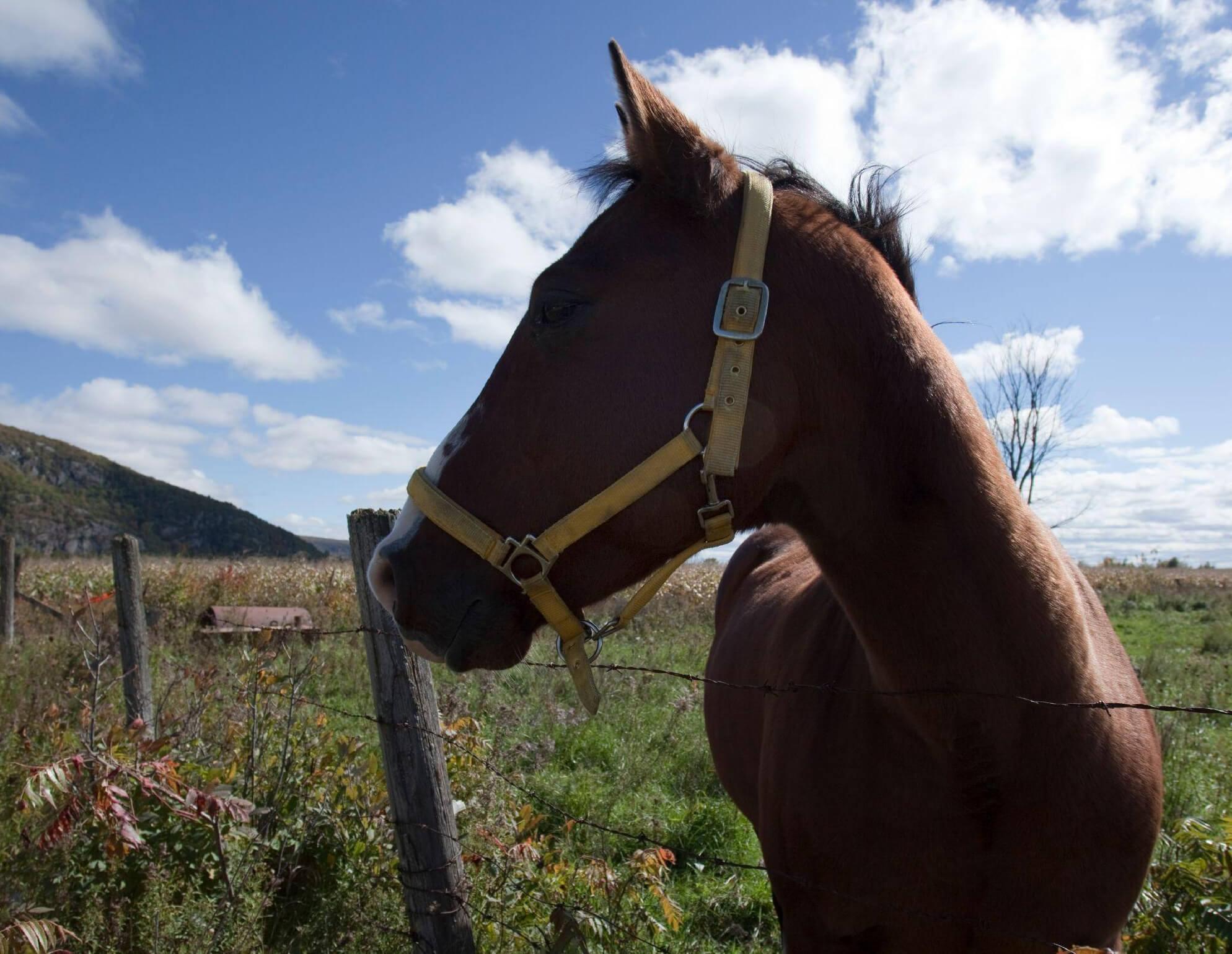 Horse.