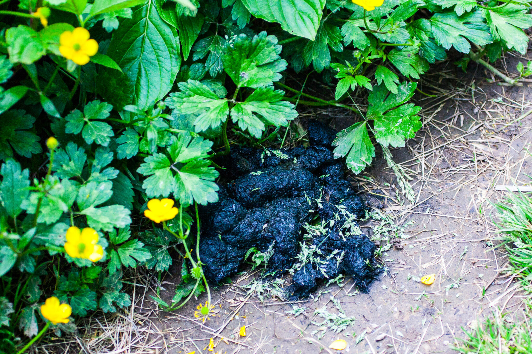 Excréments d’ours sur un sentier de randonnée