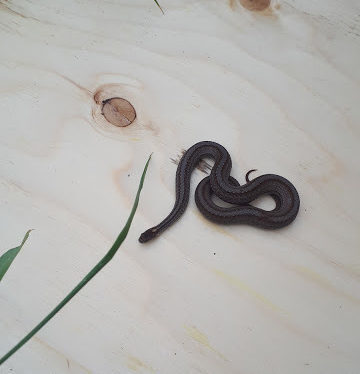 Couleuvre sur un panneau de contreplaqué.