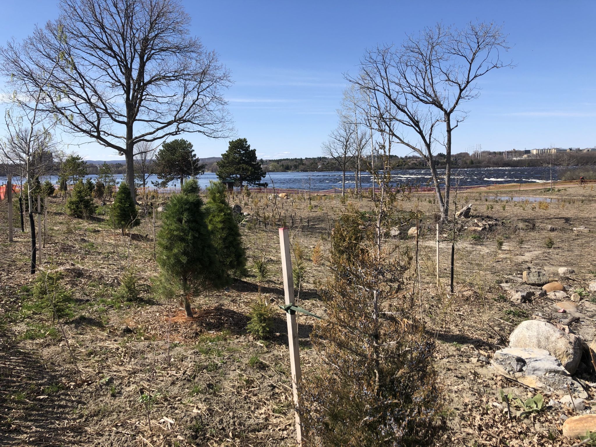Restoration area Remic Rapids