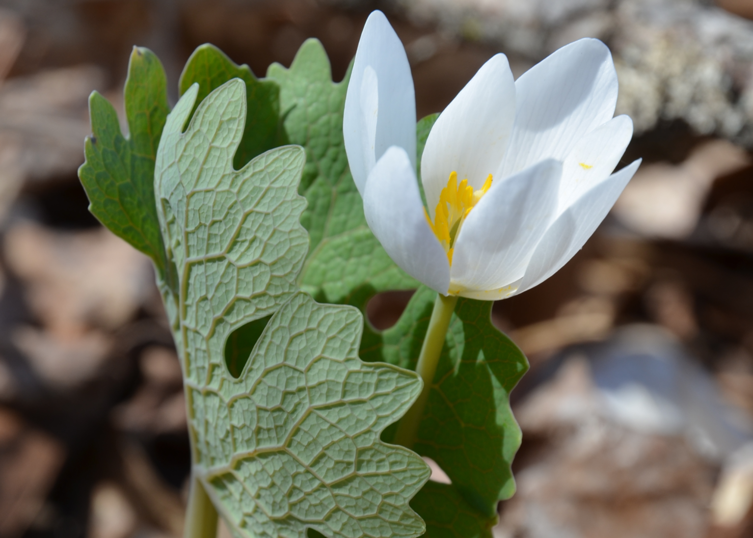 Unique fleur blanche mi-close et large feuille lobée