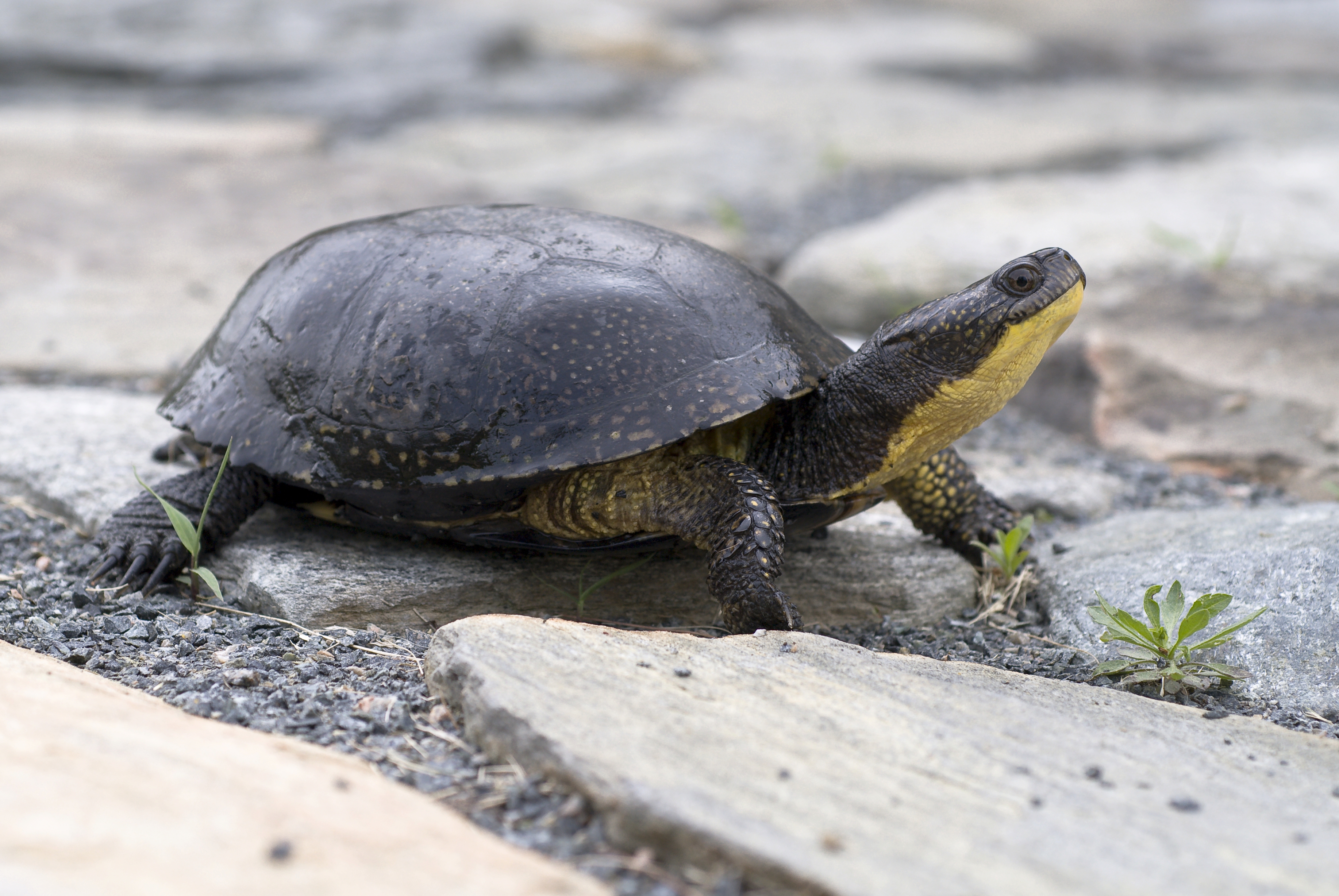 Tortue mouchetée aux aguets sur une surface dallée de pierres plates.